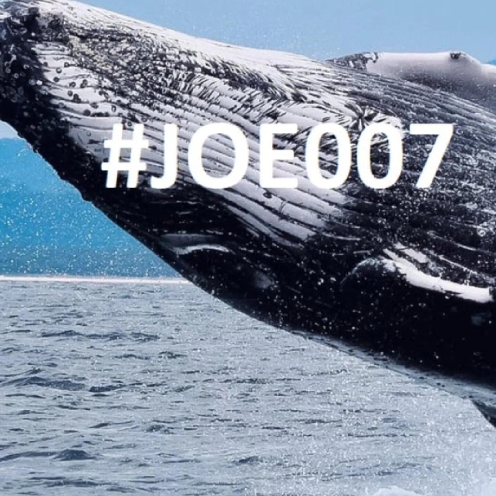 Joe007 Bitfinex Whale — отзывы и рейтинг