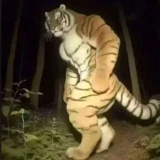 Macan Stars — отзывы и рейтинг