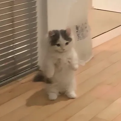 Michi — отзывы и рейтинг